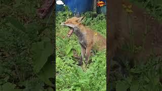 CUTE SLEEPY FOX SPOTTED IN MY GARDEN  PEACEFUL DAISY