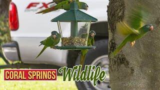 Moving to Coral Springs? The wildlife is AMAZING!