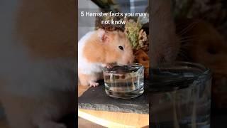 Things Hamster Owners  Need to Know! - Important Hamster Facts - TikTok Trend Hamster Edition ️