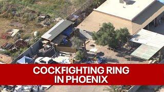 DEA raids Phoenix home and finds cockfighting ring with more than 100 roosters, agency says
