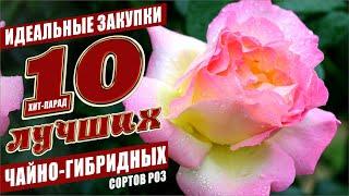 10 ЛУЧШИХ ЧАЙНО-ГИБРИДНЫХ СОРТОВ РОЗ!