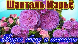 Видео обзор розы Шанталь Мэрьё (Шраб) - Chantal Merieux (Massad Франция, 1999)