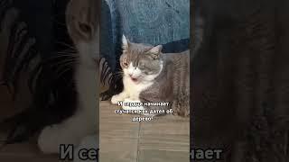 НАУЧИТЕ ЧИТАТЬ МЫСЛИ #мурка#батон#котики#шортс#юмор#2025 .