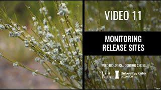 11.  Monitoring weed biocontrol release sites