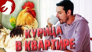 Каково содержать курицу в квартире?