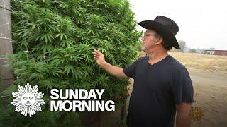 Jim Belushi, cannabis farmer