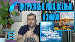 УХОД ЗА ЛИМОНОМ, МАНДАРИНОМ, АПЕЛЬСИНОМ ОСЕНЬЮ И ЗИМОЙ. ЦИТРУСОВЫЕ. ЭКЗОТИКА НА ПОДОКОННИКЕ