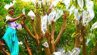 how to make big mango tree grafting। 10 Years old mango tree grafting technique।  @DivaGardening