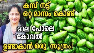 ഒറ്റ മാസം കൊണ്ട് മാല പോലെ കോവൽ ഉണ്ടാകാൻ ഒരു സൂത്രം!| Best method to plant KOVAL in Sack or Container