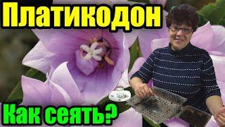 Посев платикодона. Как сеять и выращивать платикодон?