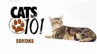 Сококе на Animal Planet | Введение в котоводство | Cats 101