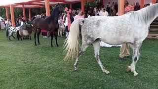 Arbiyan horse At. Jodhpur marwari horse show 2023