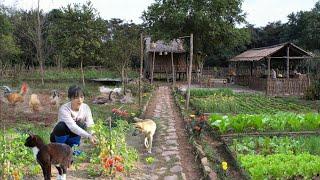 Happy Life on the Mountain: Gardening, Harvesting, Cooking, and Animal Care