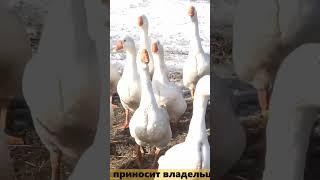 Разведение гусей Линда. Полное видео - на нашем канале 