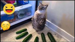  So Funny! Funniest Cats and Dogs  Best Funny Animals 2024 #17
