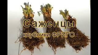 Клубника ФРИГО