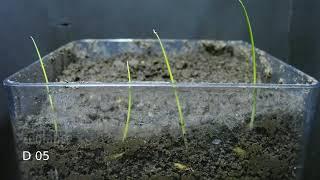 Rice Seeds Germination - 10 Days Timelapse | Oryza sativa