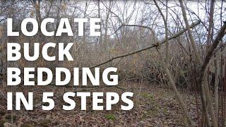 How to Find a Buck Bedding Area