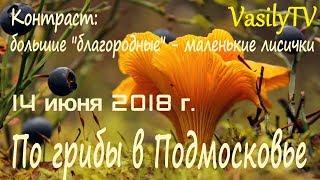 По грибы в Подмосковье 14 июня 2018 гКонтраст: большие "благородные" - маленькие лисички