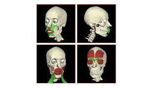 Functional Anatomy - Primal Pictures