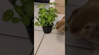 Naughty Bunny Breaks Out of Cage and Attacks Basil Plant!  #shorts #funnybunny #rabbits