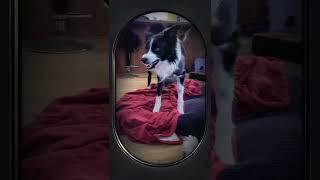 Zed the border collie in a cartoon