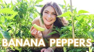 How to Grow Banana Peppers + Tips to Load Your Plants with Peppers l Harvest With Me