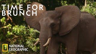 Young Elephants Learn Social Cues | Magic of Disney's Animal Kingdom