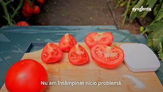 Testimonial Domnicu Gheorghe, Scărișoara, Olt - tomate  Sandoline F1 Syngenta