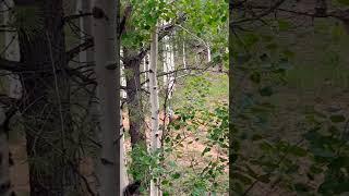 Deer Outback! #doe #fawn #bambi #dcv #forestfriends #hunter #deer #baby #babydeer