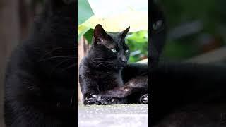Black Cat Magic: Unlocking Superstition Secrets! #ViralCats #Halloween2024