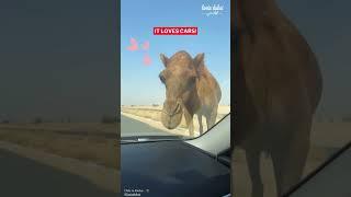 Dubai camels be like...