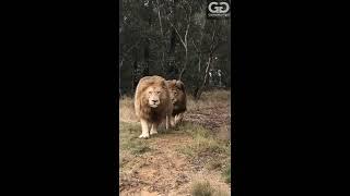 Two majestic Barbary Lions walking - [A very beautiful footages]