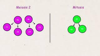 Meiosis cell division #meiosis #cellbiology #celldivision #biology #science