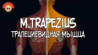 Трапециевидная мышца (m.trapezius) 3D Анатомия