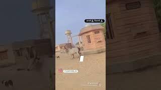 Betullah  kelah
