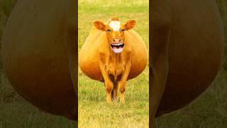 cow videos/cow cow #funny #funnycow #cow #shorts