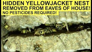 YELLOWJACKET WASP NEST REMOVED FROM HOUSE! No pesticide used! Vespula Germanica/German Yellowjacket!