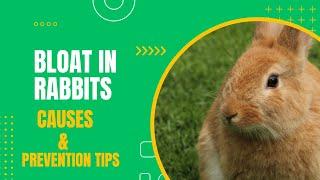 What  causes bloat in rabbits?