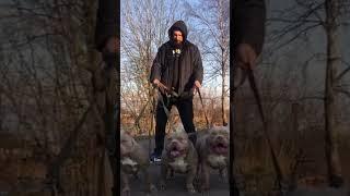 Американский булли American bully питомник Bully Company