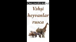 Vəhşi heyvanlar rus dilində