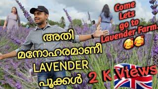 Lavender Farm in UK| മലയാളം Vlog| Willus Life|Wilsontthomas