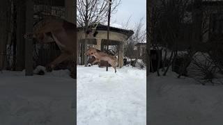 АМЕРИКАНСКИЙ  БУЛЛИ ПОКЕТ ПРЫГНУЛА В ВЫСОТУ 1.75 см…ЛЕТАЮЩАЯ СОБАКА… #grafbalas #shorts #dog #usa