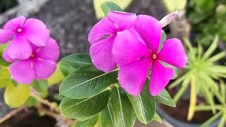 Beautiful flowers of my garden ll Mini creations