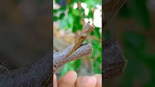 Plant grafting skills of fruit plants very easy during spring #grafting #gardening #shorts #viral