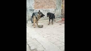 German shepherd vs Rottweiler barking video #angrypuppy #rottweiler #anmals #cute #angrycatsound