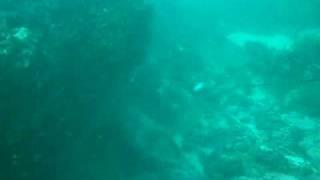 Hunting a scotsman at Port Elizabeth - spearfishing video clip