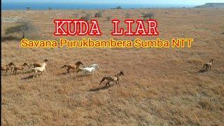 Kuda Liar Padang Savana Purukbambera || Sumba Timur NTT || Drone Footage