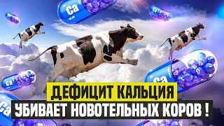 Дефицит кальция убивает коров