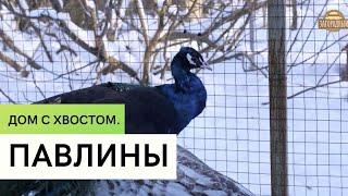 Павлины \  Разведение павлинов \ Дом с хвостом